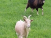 bauernhoftiere