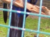 blauer-ara blauer-ara