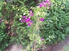 bougainvillea bougainvillea