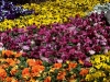 bunte-stiefmuetterchen