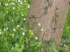 efeu-und-wildblumen