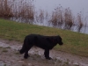 familienhund-hovawart familienhund-hovawart