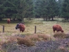 galloway-rinder galloway-rinder