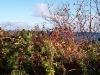 hagebutte-vor-ostsee hagebutte-vor-ostsee
