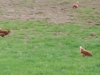 huehner-natuerlich-halten huehner-natuerlich-halten