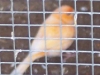 kanarienvogel kanarienvogel