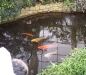 koi-teich koi-teich