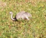nandu nandu