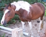 pony pony