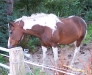 ponyhof ponyhof