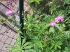 rosa-kornblumen rosa-kornblumen