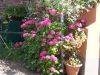 rosa-rosen rosa-rosen