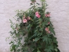 rosa-stockrosen rosa-stockrosen