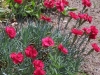 rote-nelken rote-nelken