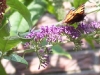 schmetterling schmetterling