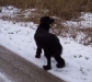 schwarzer-hovawart-im-schnee schwarzer-hovawart-im-schnee