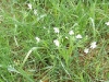 sternmiere