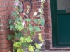 stockrose stockrose