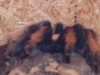vogelspinne-im-terrarium