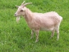 ziege-beige ziege-beige