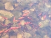 zierfische-orange zierfische-orange
